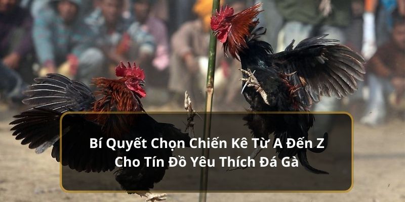 Bí Quyết Chọn Chiến Kê