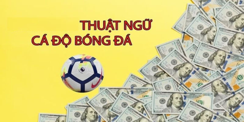 Ảnh đại diện về Thuật ngữ cá độ bóng đá